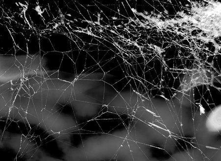 A complex network of fine, interconnected strands forming a spiderweb pattern, displayed in a high-contrast black and white image.の写真素材