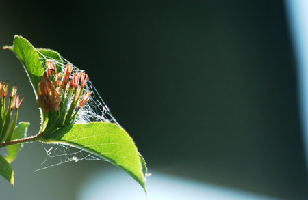 Cobweb and flower on a green background. Macro photography.の写真素材