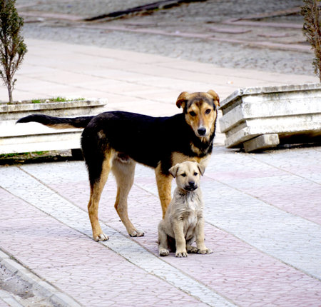 Stray dogs on street makes .