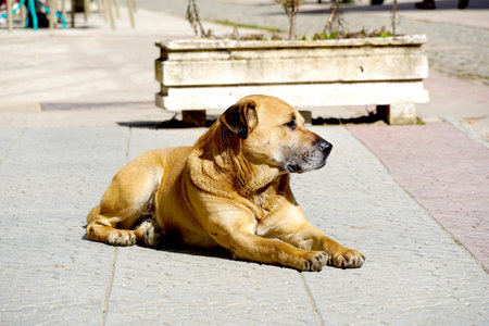 Stray dogs on street makes .