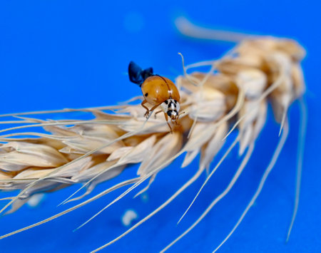 orange ladybug on cereal ears on blue background.の写真素材
