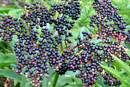 black elderberries in nature, herbal medicine.