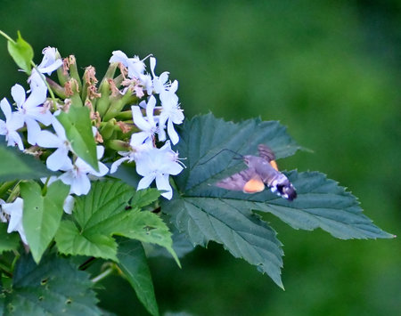 hummingbird hawk-moth hovering over flowerの写真素材