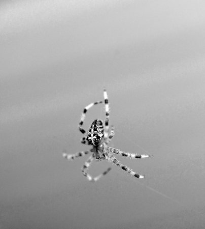 Diadem spider on its web, Araneus diadematus,の写真素材