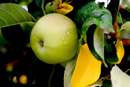 Ripe apple after rain in orchard.の写真素材