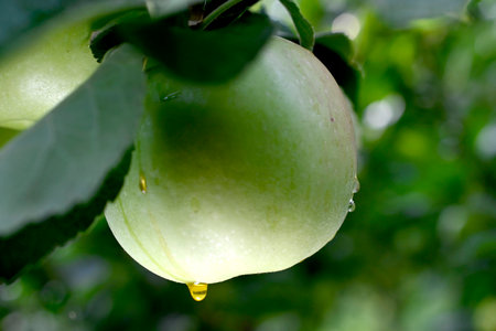 Ripe apple after rain in orchard.の写真素材
