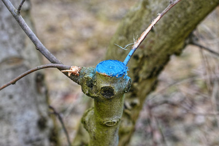 pruning apple tree in orchard in winter, agriculture concept.の写真素材