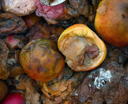 rotten apples, organic pollution concept.の写真素材