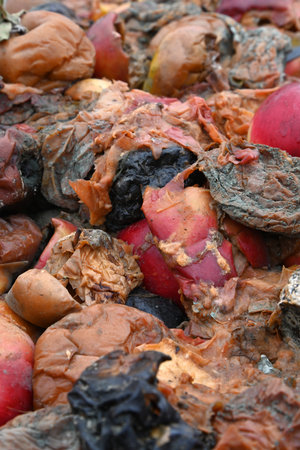 rotten apples, organic pollution concept.の写真素材