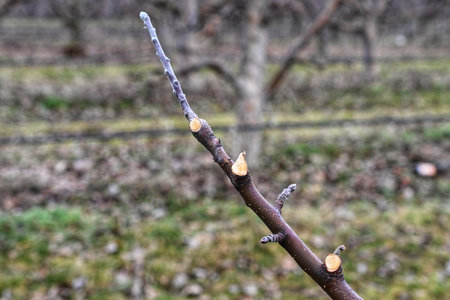 pruning apple tree in orchard in winter, agriculture concept.