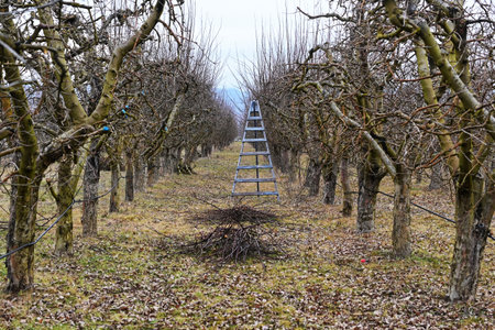 pruning apple tree in orchard in winter, agriculture concept.の写真素材