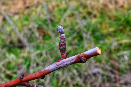 pruning apple tree in orchard in winter, agriculture concept.の写真素材