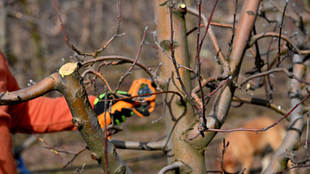 pruning apple tree in orchard in winter, agriculture concept.