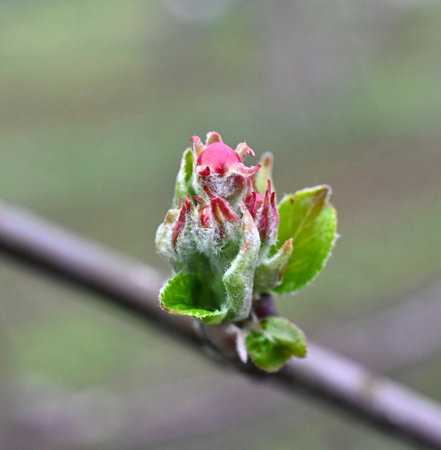 apple blossom on the tree in an orchard, close up.の写真素材