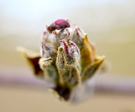 apple blossom damaged by morning frost in region of prespa,macedonia .april 7, 2025.の写真素材