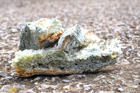 mold on a bread