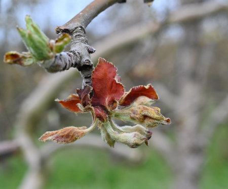 apple blossom damaged by morning frost in region of prespa,macedonia .april 7, 2025.