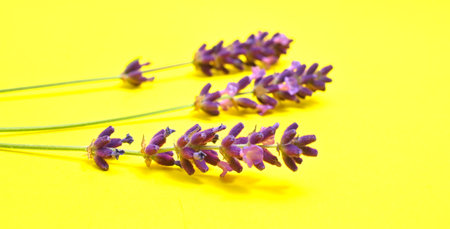 Lavandula is a perennial flowering plant in the sage family.の写真素材