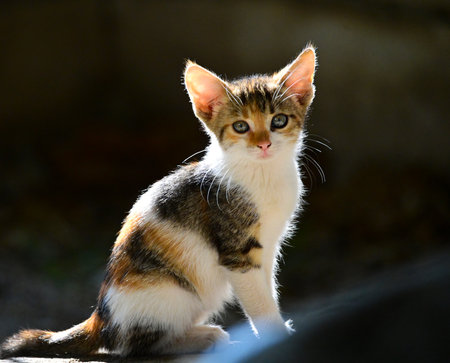 cute stray kitten warming on the morning sun.の写真素材