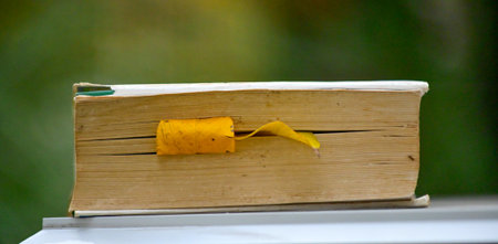 autumn leaf between pages on an old book