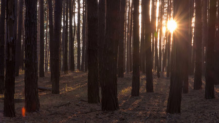 Pine forest with the last of the sun shining through the trees timelapse.の写真素材