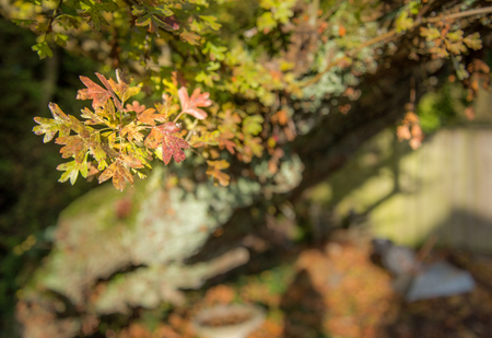 A colourfull cluster of autumn leaves,lit by the late afternoon sun.の写真素材