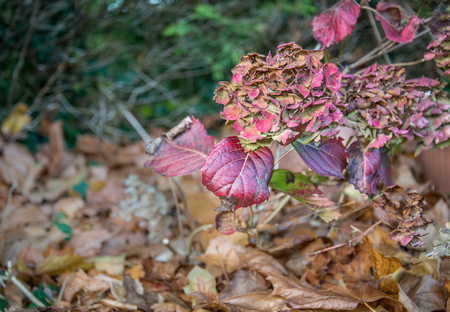 The Hydrangea's fading beauty and colors in late fall, in an English garden (before) the winter arrives to claim it's curling leaves for another year.の写真素材