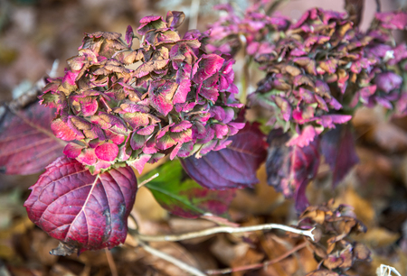 The Hydrangea's fading beauty and colors in late fall, in an English garden (before) the winter arrives to claim it's curling leaves for another year.の写真素材