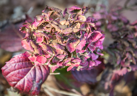 The Hydrangea's fading beauty and colors in late fall, in an English garden (before) the winter arrives to claim it's curling leaves for another year.の写真素材