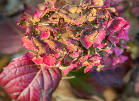The Hydrangea's fading beauty and colors in late fall, in an English garden (before) the winter arrives to claim it's curling leaves for another year.の写真素材