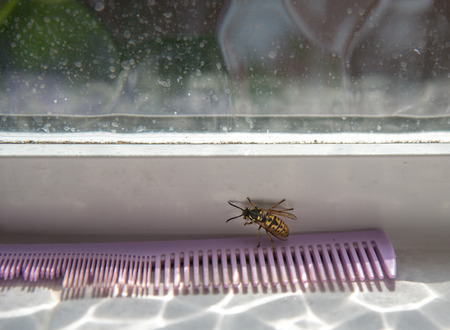 In English Spring,wasp season starts about now in the uk,and they appear seemingly from nowhere. I opened the window to free the critter.の写真素材