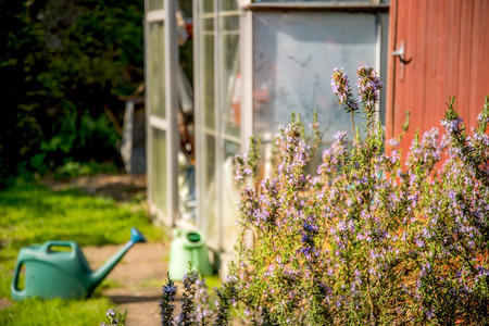 With the flower heads as focal point,a typical scene in a suburban garden in England and the United Kingdom in the spring and summer seasons.の写真素材