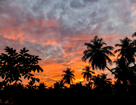 Beautiful layers of cloud and glowing sky above silhouettes of palm trees soon after the sun had set.の写真素材