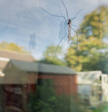 Close up of a Daddy longlegs as they are otherwise known,settled on a kitchen door's window as autumn sunlight reflects off of fall colored trees in the background.の写真素材