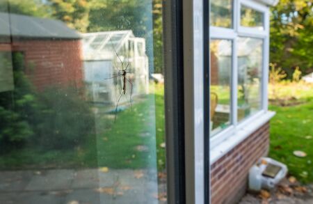 Close up of a Daddy longlegs as they are otherwise known,settled on a kitchen door's window as autumn sunlight reflects off of fall colored trees in the background.の写真素材