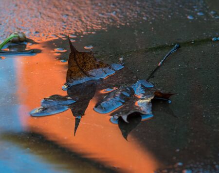 Dead leaves,a red brown shed,a bare tree and blue sky colorfuly reflected by the emerging winter sun.の写真素材
