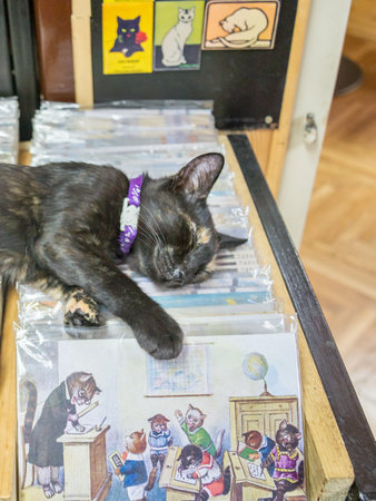 A cat sleeps on top of rows of postcards featuring humorous cat cartoons inside the Cats of Kotor Museum during opening times.のeditorial素材