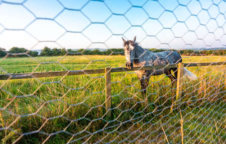 Grazing in a field at sunrise bathed in sunlight ,walks over and looks inquisitively.の写真素材
