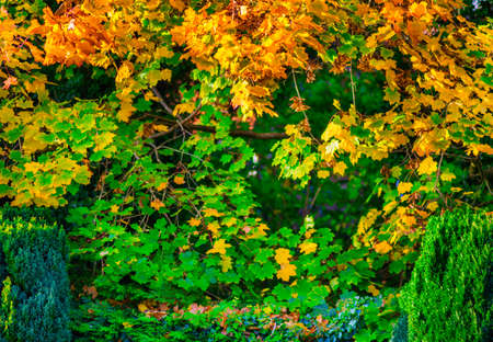 Vibrant Autumnal shades of warm yellows and greens, reflecting the low angled light of the afternoon...