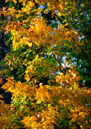 Vibrant Autumnal shades of warm yellows and greens, reflecting the low angled light of the afternoon...