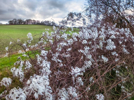 In the Winter months,on the edge of Harewood Forest, Travellerâ€™s Joy or Clematis Vitalba...