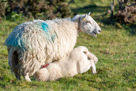 A ewe gives milk to her suckling lamb offspring, soon after dawn,in a lush grassy meadow in the...
