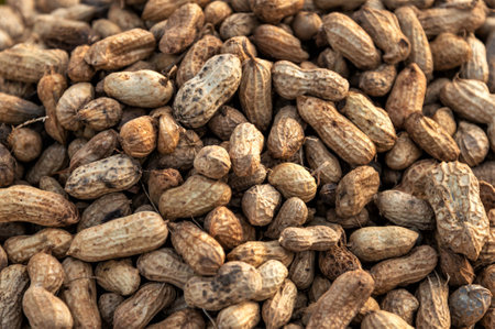 Close-up of large pile of many fresh nuts in pods,on sale along the riverbank of Phnom Penh,in the...
