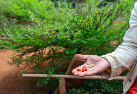 In the hills of southern Laos,a farmer picks and holds red,berry like coffee beans,to show state of development,at his land in the relative coolness of the lower mountains.の写真素材