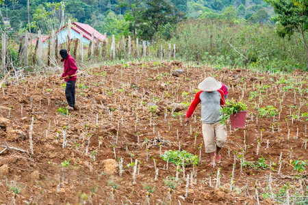 In a remote area of the Bolaven Plateau,men tending crops,planted on a small holding, a fertile plot of ploughed rural land.の写真素材