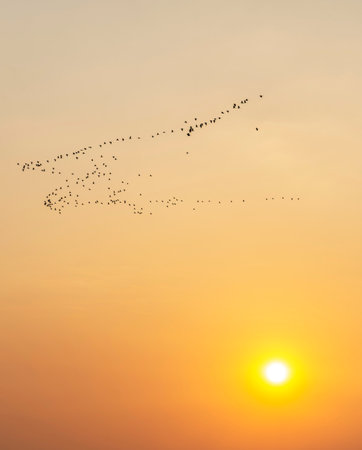 Perfect Lao sunset,wild birds fly across the calm waters of the Mekong,in the Si Phan Don...