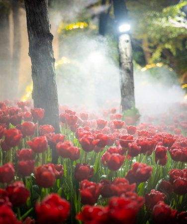 Late night,under artificial light mist spray,covers vibrant tulips,at the colorful festival of many flowers,from the Chiang Mai region,showcasing its rich floral heritage.の写真素材