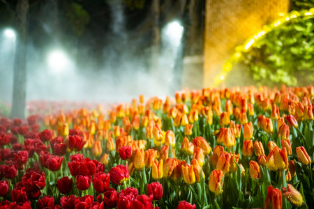 Late night,under artificial light mist spray,covers vibrant tulips,at the colorful festival of many...