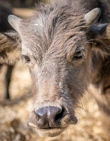 The indigenous buffalo feeding, grazing and rearing their young, near to sunset in a remote rural location, in beautiful countryside.の写真素材
