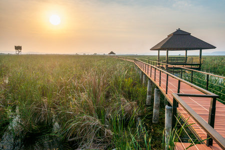 Freshwater Marsh and largest wetlands area in Thailand,with mangrove forests and great diversity of bird species and ecosystems, a nature walk across boardwalks and water lilies,and mountain scenery.の写真素材